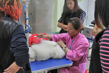 金老師講解賽級犬修剪注意事項