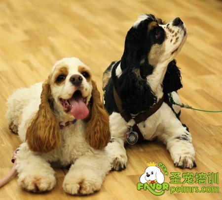 狗狗打架怎么辦,如何教育