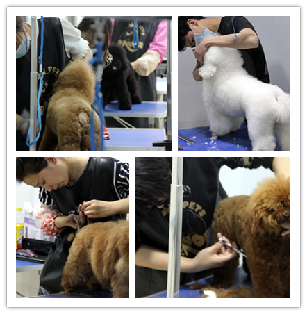 貴賓犬美容