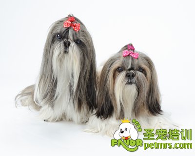 西施犬