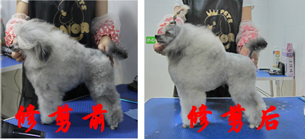 圣寵學員貴賓犬修剪前-后對比照片