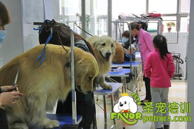 金毛犬實操課