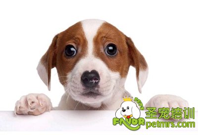 寵物狗