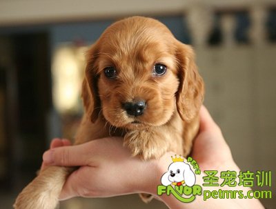 可卡犬幼犬