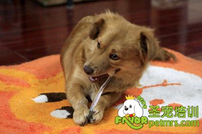如何讓狗狗老實地接受修毛剪指甲