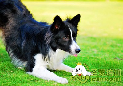 可愛狗狗