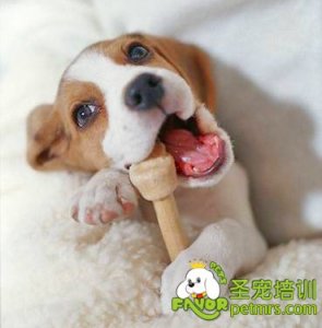 比格犬