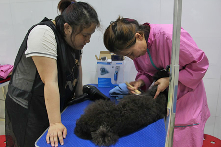 金春梅老師指導學員裴晨雪貴賓犬梳毛
