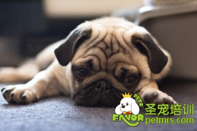 八哥犬