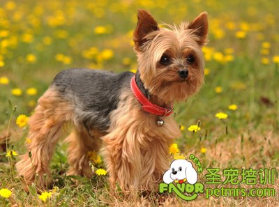 約克夏犬