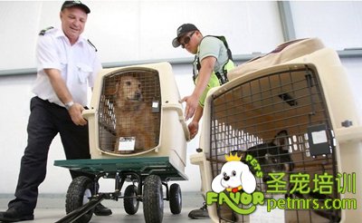 寵物狗托運