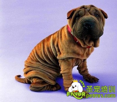 沙皮犬