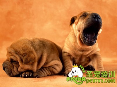 沙皮犬