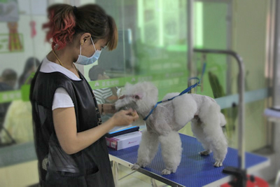 圣寵學(xué)員貴賓犬修剪課堂