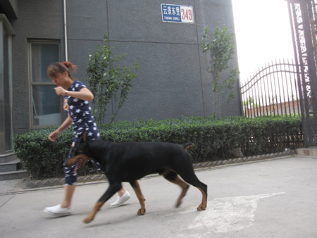 指導手課程