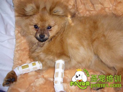 寵物狗骨折