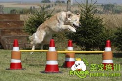 可愛(ài)狗狗