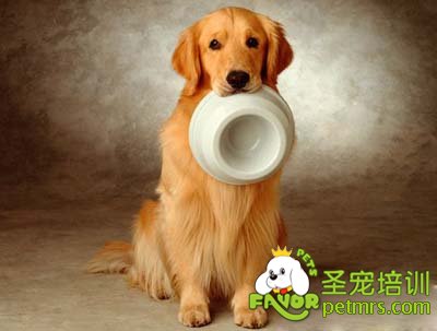 金毛犬
