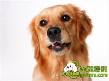 可愛狗狗