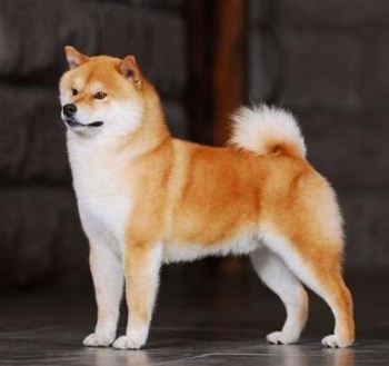 柴犬