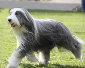 長須牧羊犬