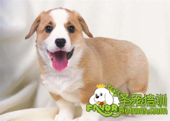 可愛狗狗