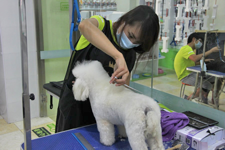 圣寵寵物學員貴賓犬實操課