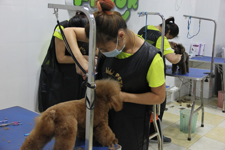 圣寵寵物學員貴賓犬實操課