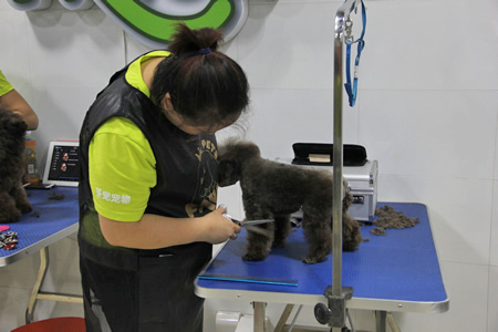 圣寵寵物學員貴賓犬實操課