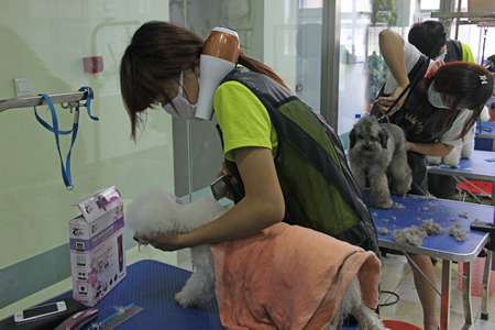 圣寵寵物第4期學員貴賓犬實操課
