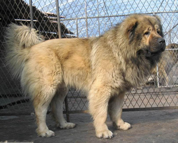 高加索犬