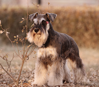 雪納瑞犬