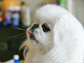京巴犬