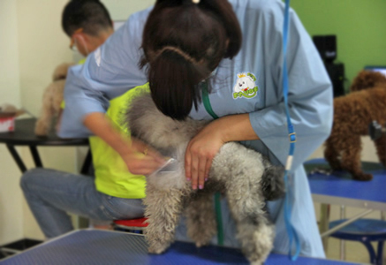 圣寵學員梳毛練習