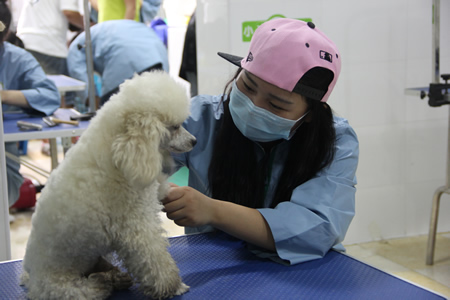 貴賓犬梳毛實操課