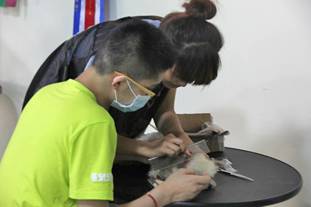 圣寵學員梳毛練習