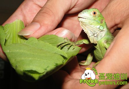 IG孵化