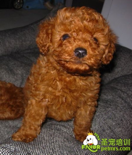 泰迪犬