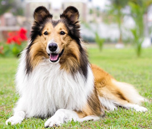 蘇格蘭牧羊犬