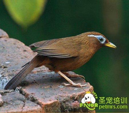 雀鳥