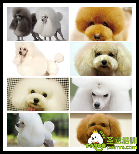 貴賓犬裝束