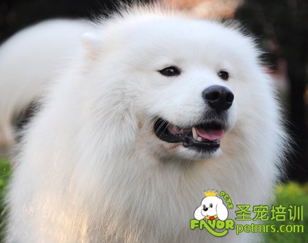 狗狗解暑三點方式，讓狗狗健康度過夏天