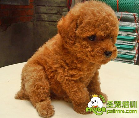 貴賓犬