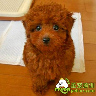 貴賓犬幼犬