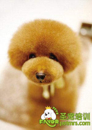 貴賓犬