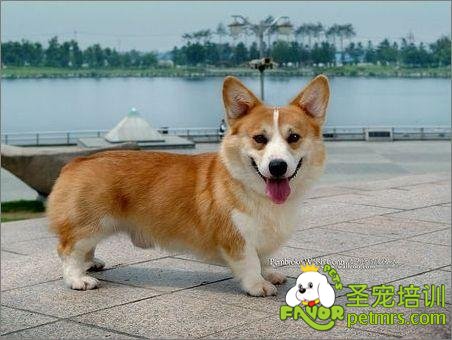 可愛狗狗