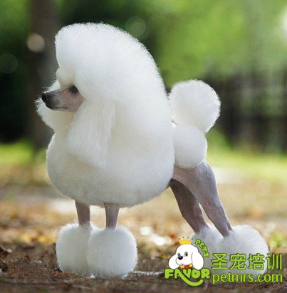 貴賓犬運(yùn)動(dòng)裝