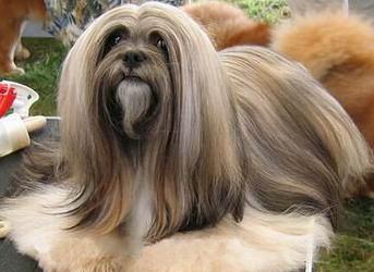 拉薩犬