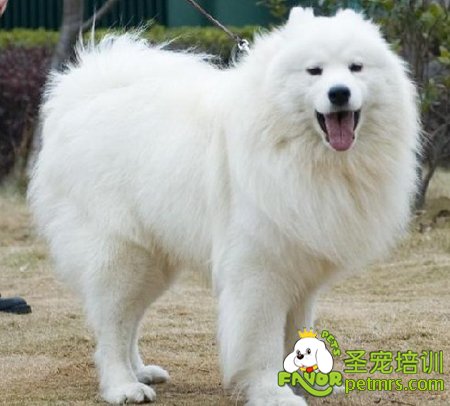可愛狗狗