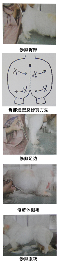 北京犬美容造型修剪